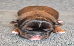 Shorkie dogs for sale: Peanut - Image 1
