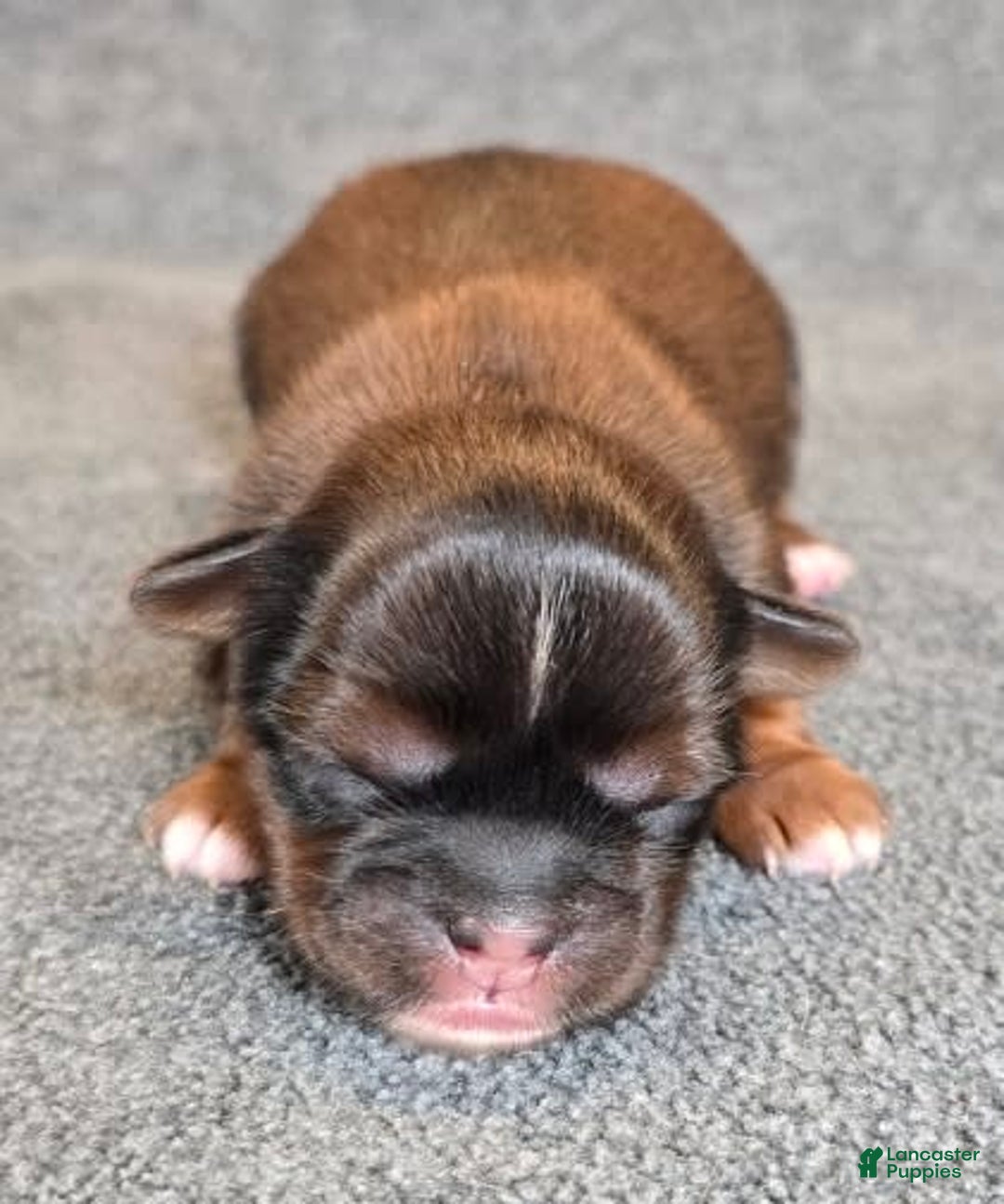 Shorkie dogs for sale: Peanut - Image 1