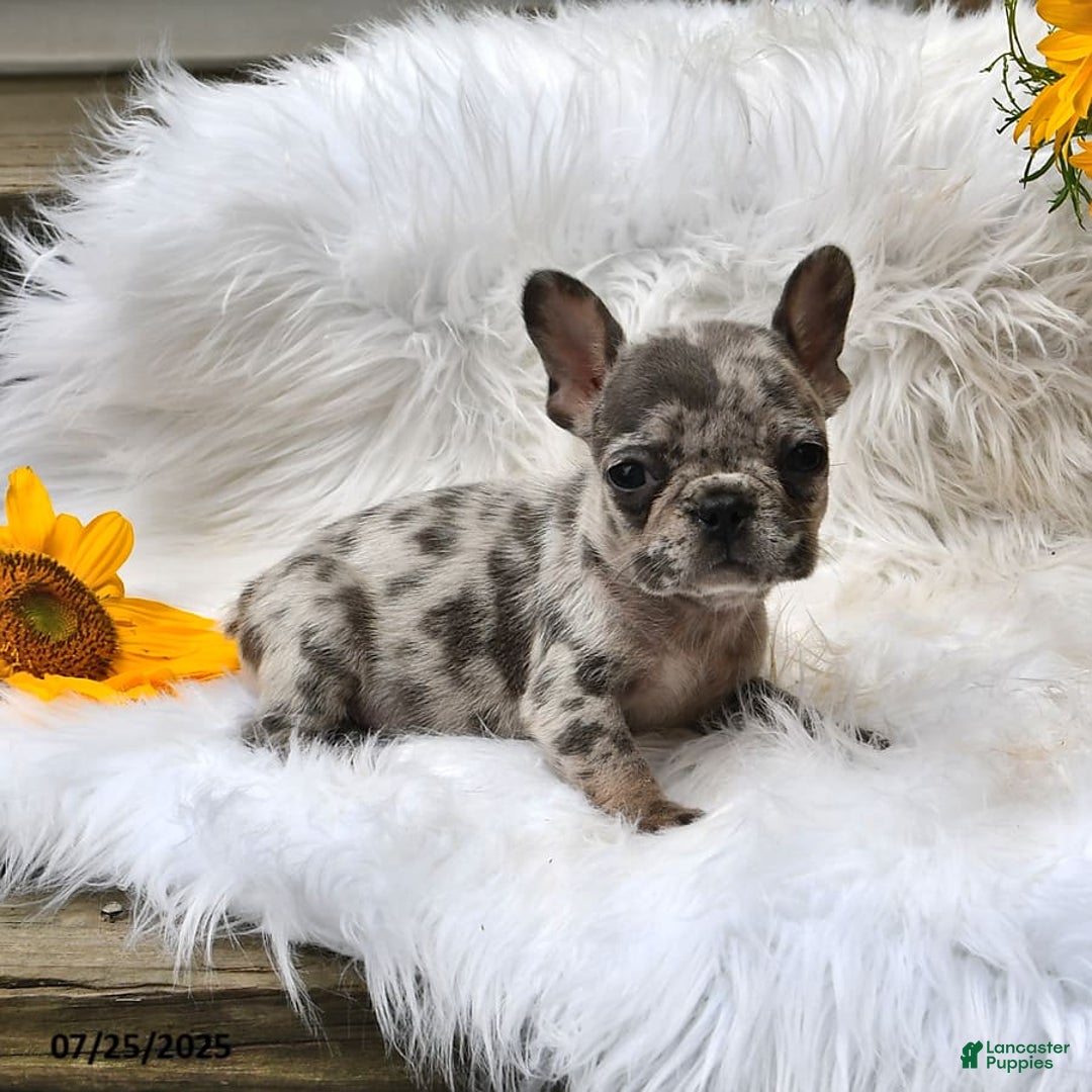 French Bulldog dogs for sale: Midget - Image 7