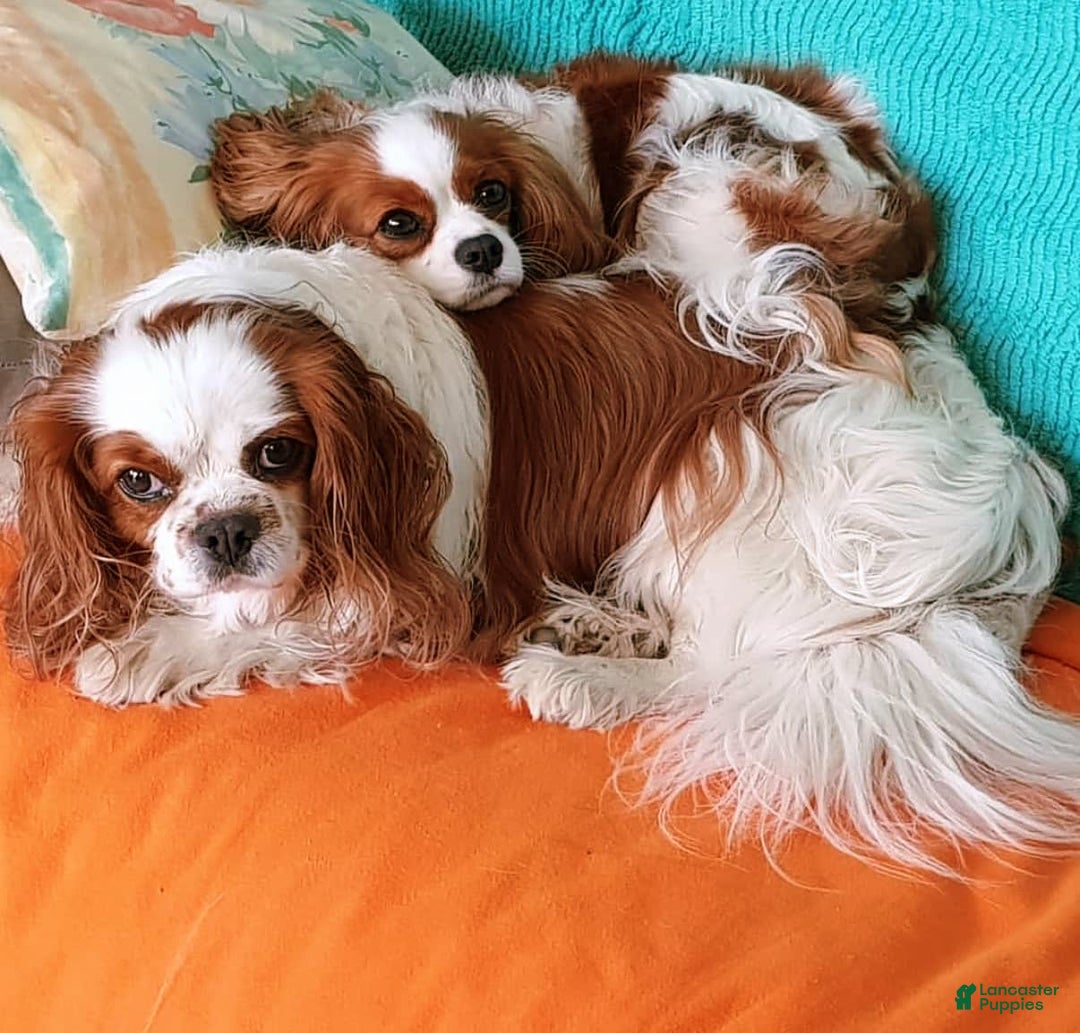 Cavapoo dogs for sale: Hope - Image 7