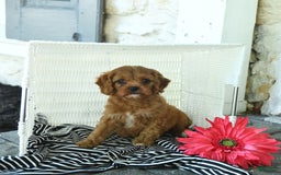 Cavapoo dogs for sale: Nacho - Image 5