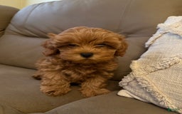 Cavapoo dogs for sale: Cavapoo 5 puppies - Image 6