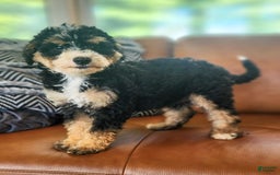 Mini Bernedoodle dogs for sale: Courtney - Image 3