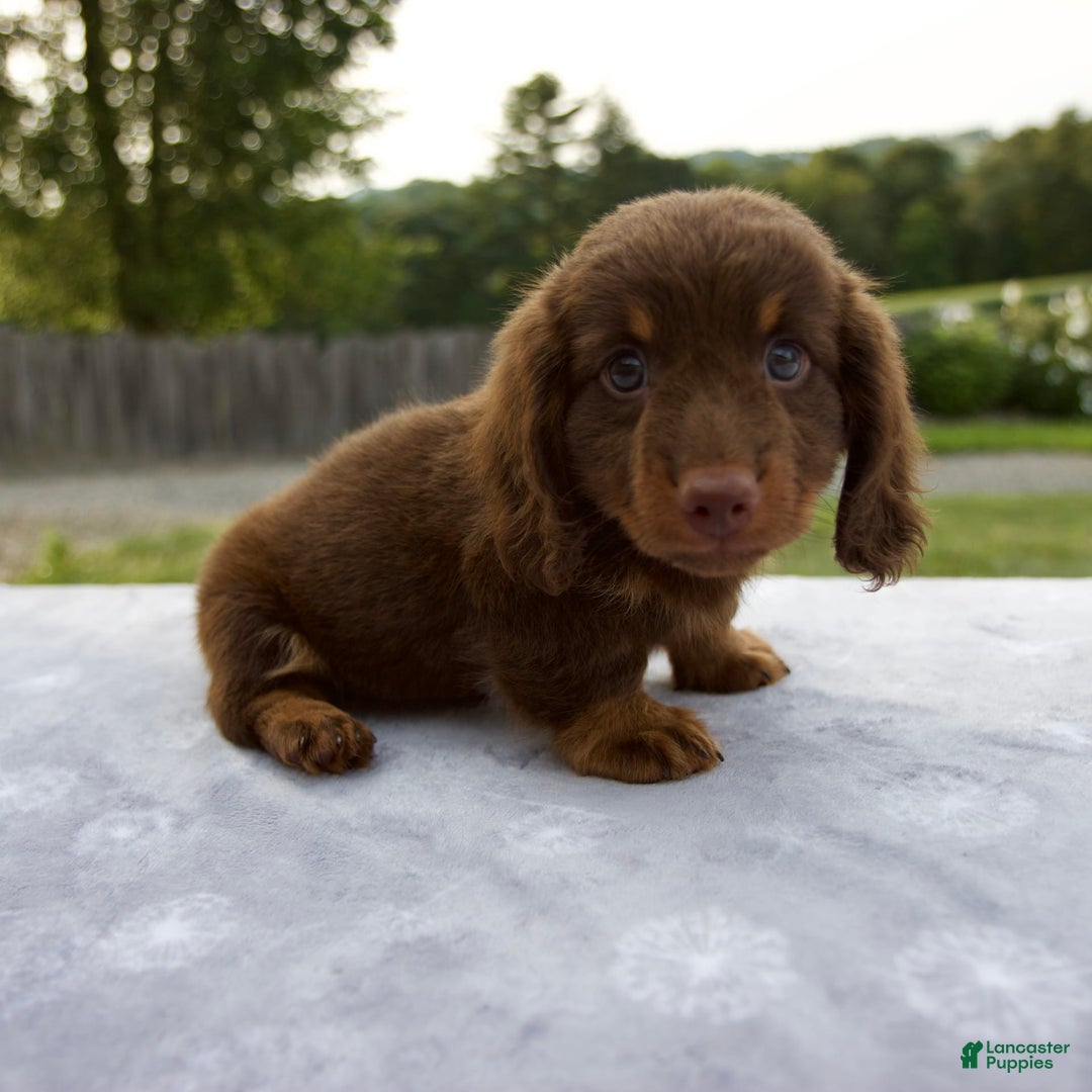 Miniature Dachshund dogs for sale: Spencer - Image 4