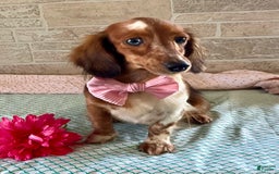 Miniature Dachshund dogs for sale: Parker - Image 6