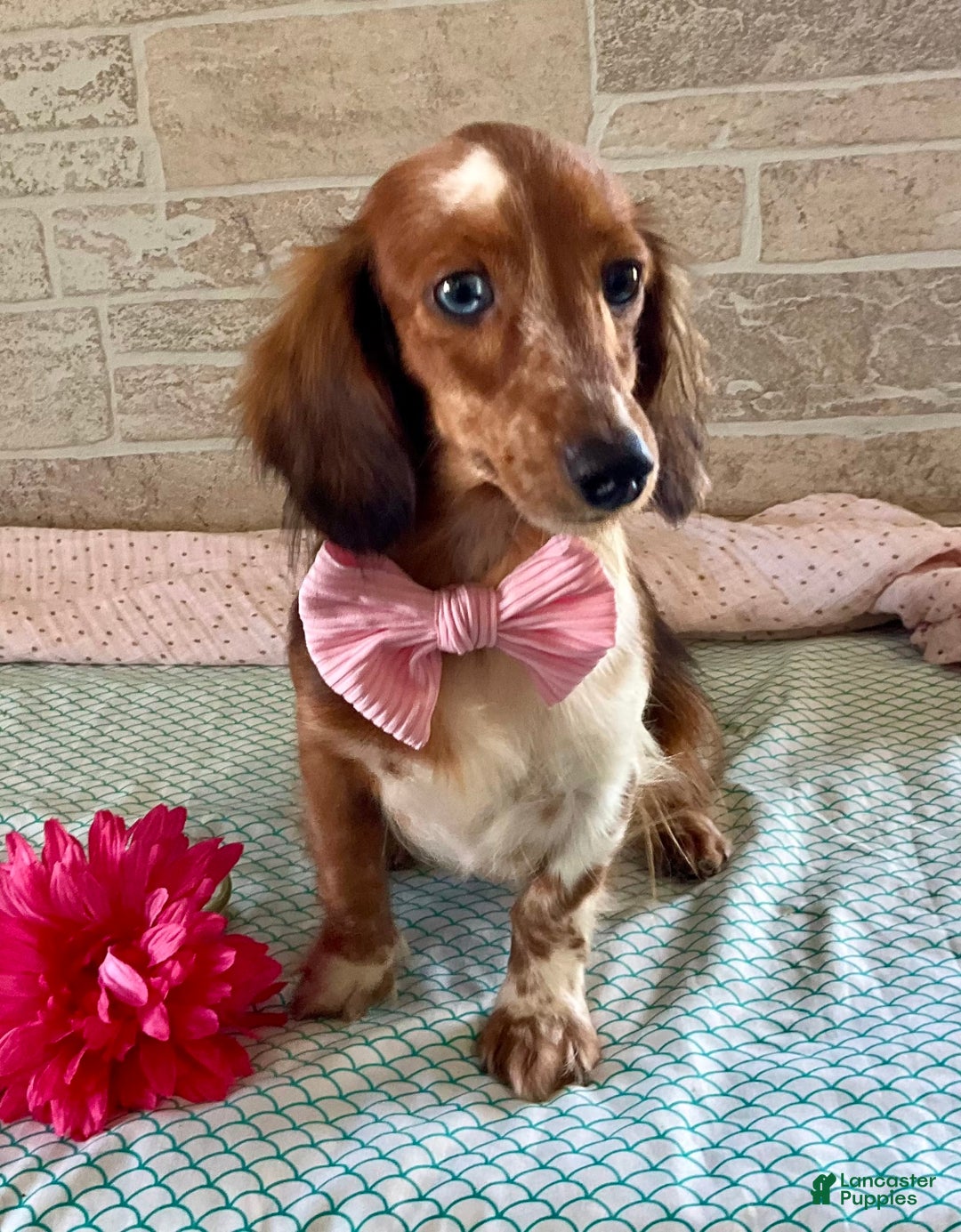 Miniature Dachshund dogs for sale: Parker - Image 6