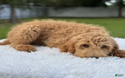 Mini Goldendoodle dogs for sale: Apollo - Image 5