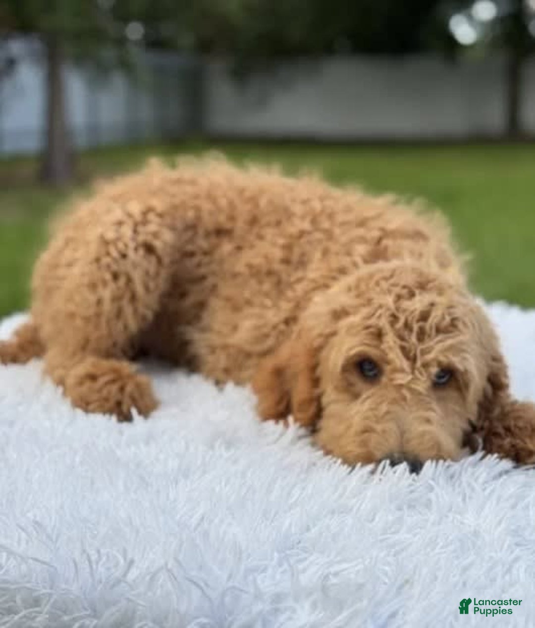 Mini Goldendoodle dogs for sale: Apollo - Image 5