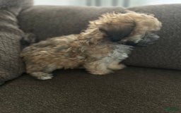 Teddy Bear dogs for sale: Sadie - Image 6