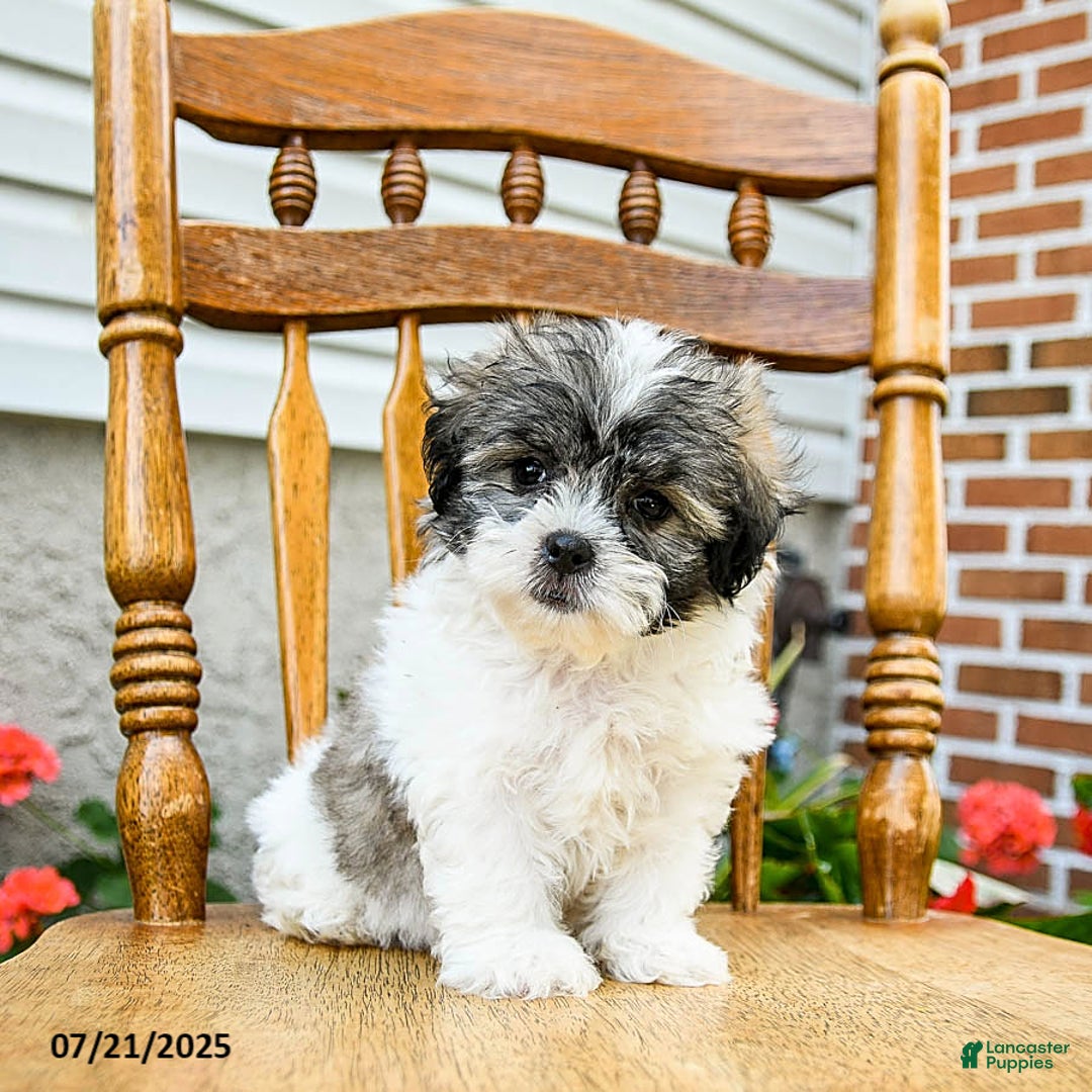 Teddy Bear dogs for sale: Captain - Image 3