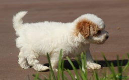 Maltipoo dogs for sale: Oscar - Image 6