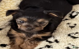 Yorkshire Terrier dogs for sale: Hercules - Image 2