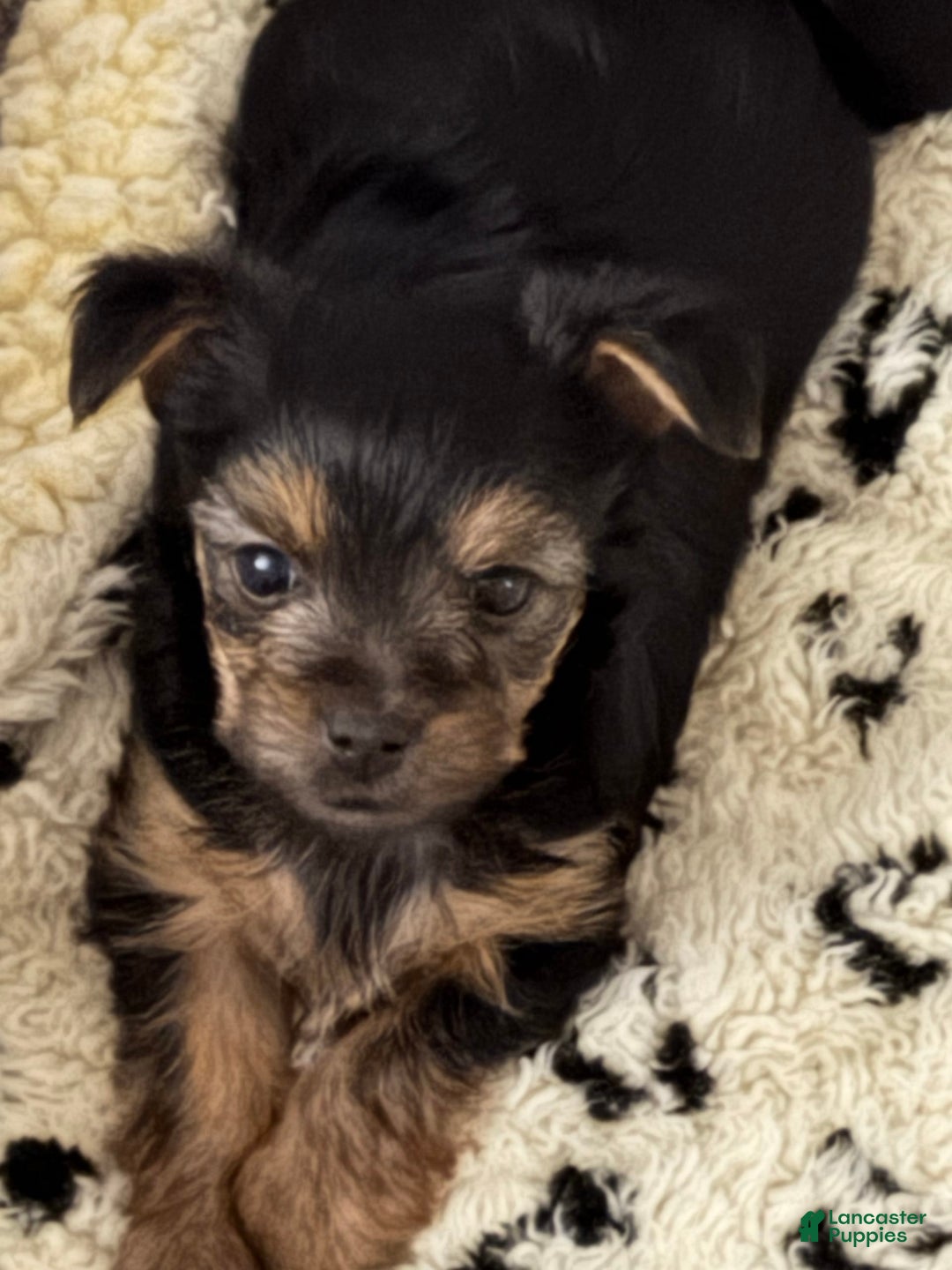 Yorkshire Terrier dogs for sale: Hercules - Image 2