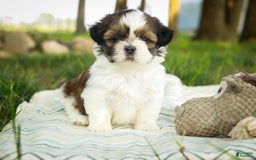 Shih Tzu dogs for sale: Raleigh - Image 4