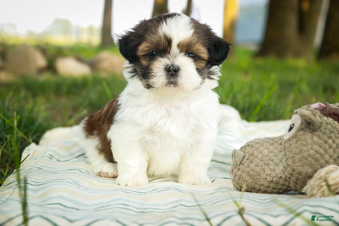 Shih Tzu dogs for sale: Raleigh - Image 4