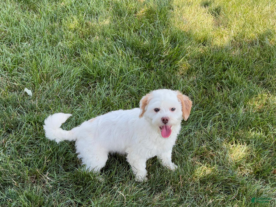 Lhasa Apso dogs for sale: Honey - Image 23