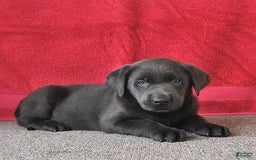 Labrador Retriever dogs for sale: Renee - Image 5