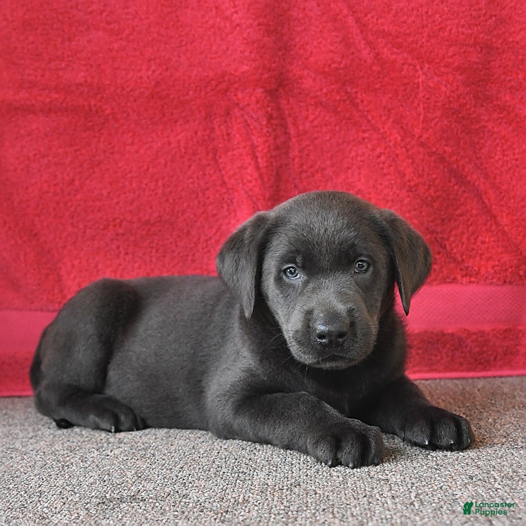 Labrador Retriever dogs for sale: Renee - Image 5