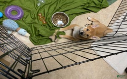 Shiba Inu dogs for sale: Bud - Image 5