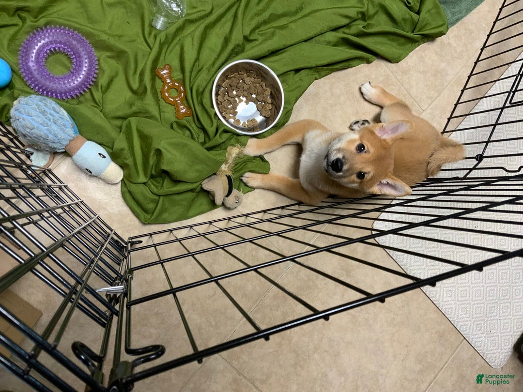 Shiba Inu dogs for sale: Bud - Image 5