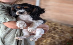 Cockalier dogs for sale: Delilah - Image 4