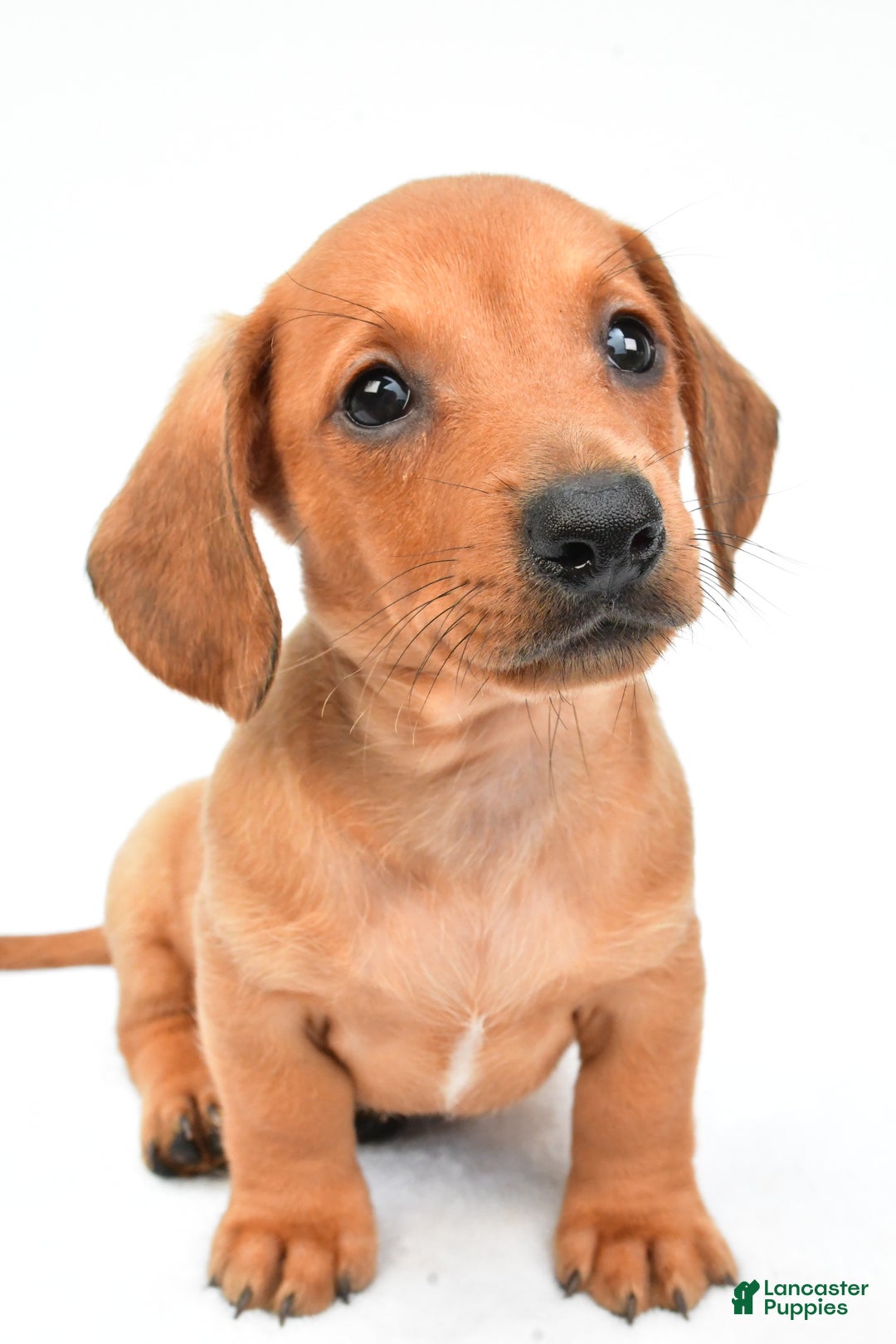 Miniature Dachshund dogs for sale: Jingle - Image 9