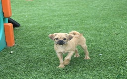 Toy Poodle dogs for sale: Dylan - Image 9