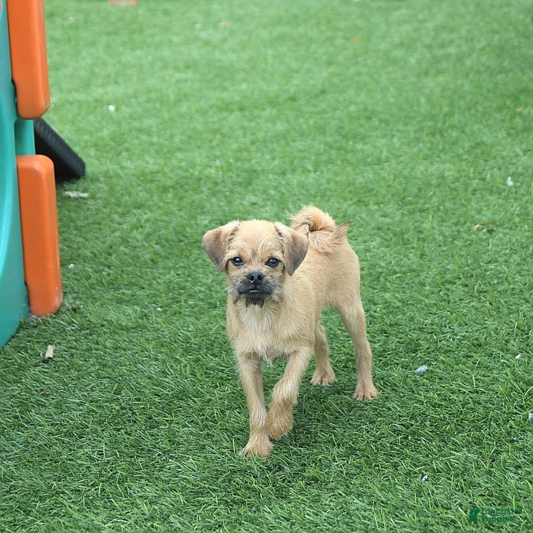Toy Poodle dogs for sale: Dylan - Image 9
