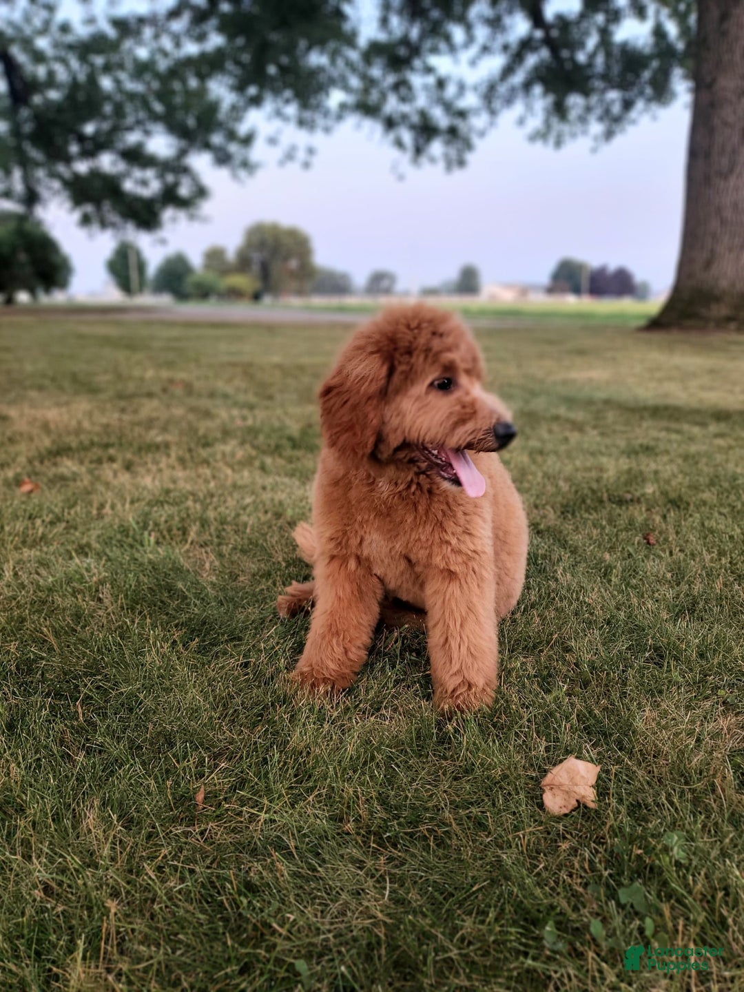 Mini Goldendoodle dogs for sale: Milo F1b - Image 34