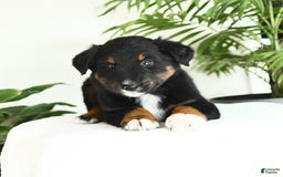 Australian Shepherd dogs for sale: Bristol - Image 2
