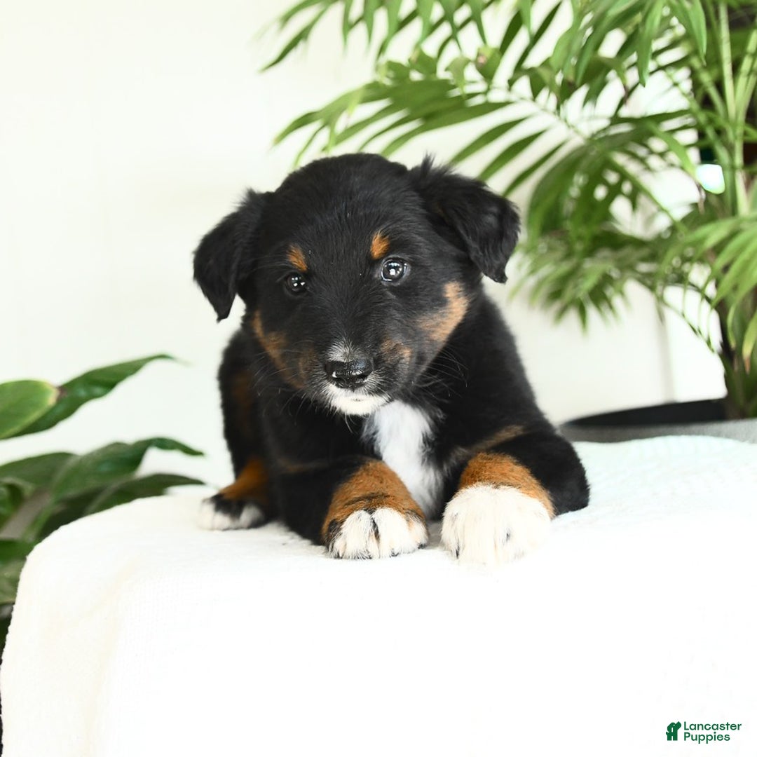 Australian Shepherd dogs for sale: Bristol - Image 2