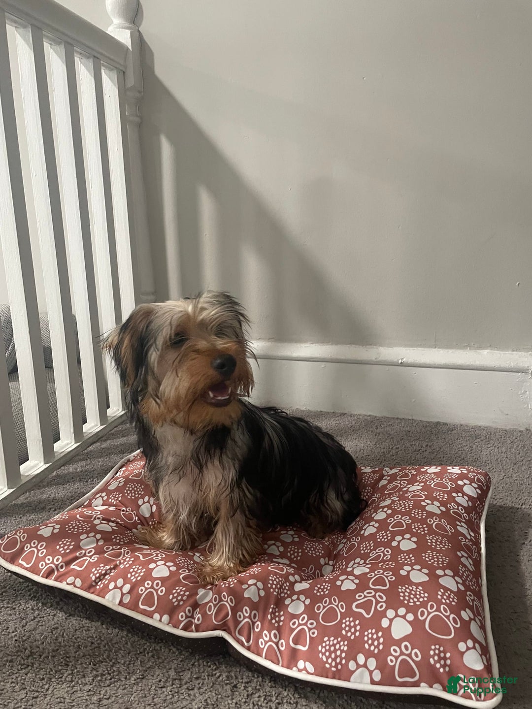 Yorkshire Terrier dogs for sale: Max - Image 4