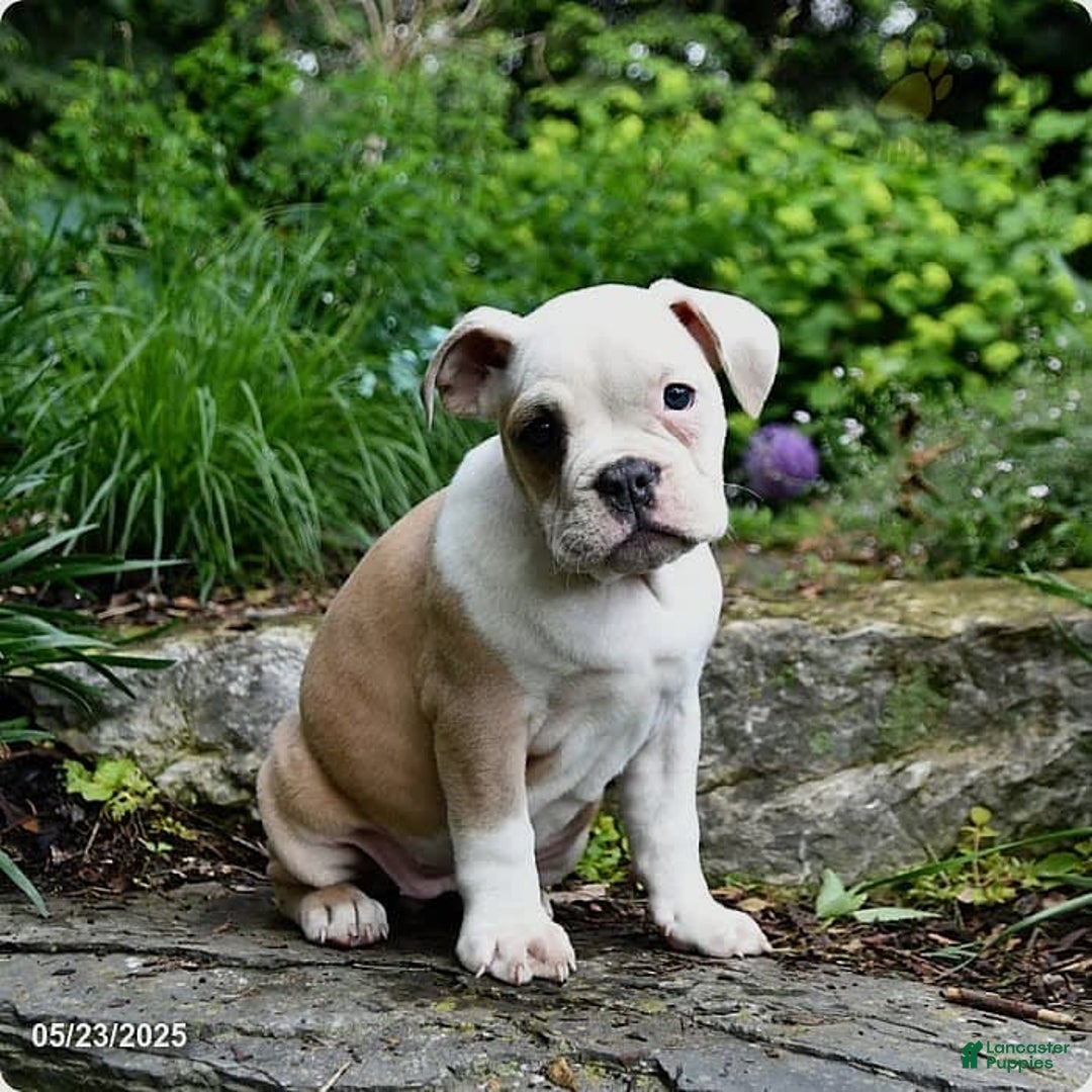 Olde English Bulldogge dogs for sale: Pansy - Image 10