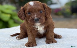 Cavapoo dogs for sale: Lincoln - Image 14