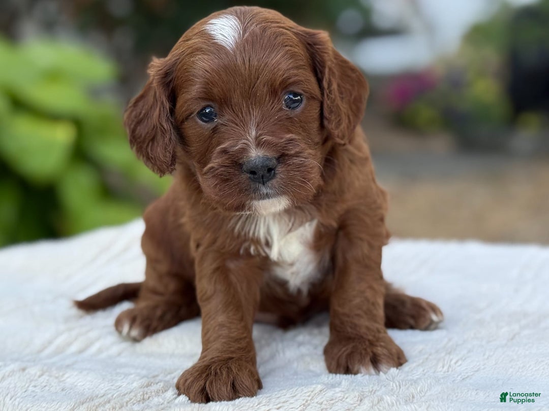 Cavapoo dogs for sale: Lincoln - Image 14