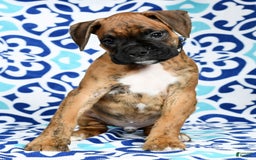 Boxer dogs for sale: Bennah - Image 9