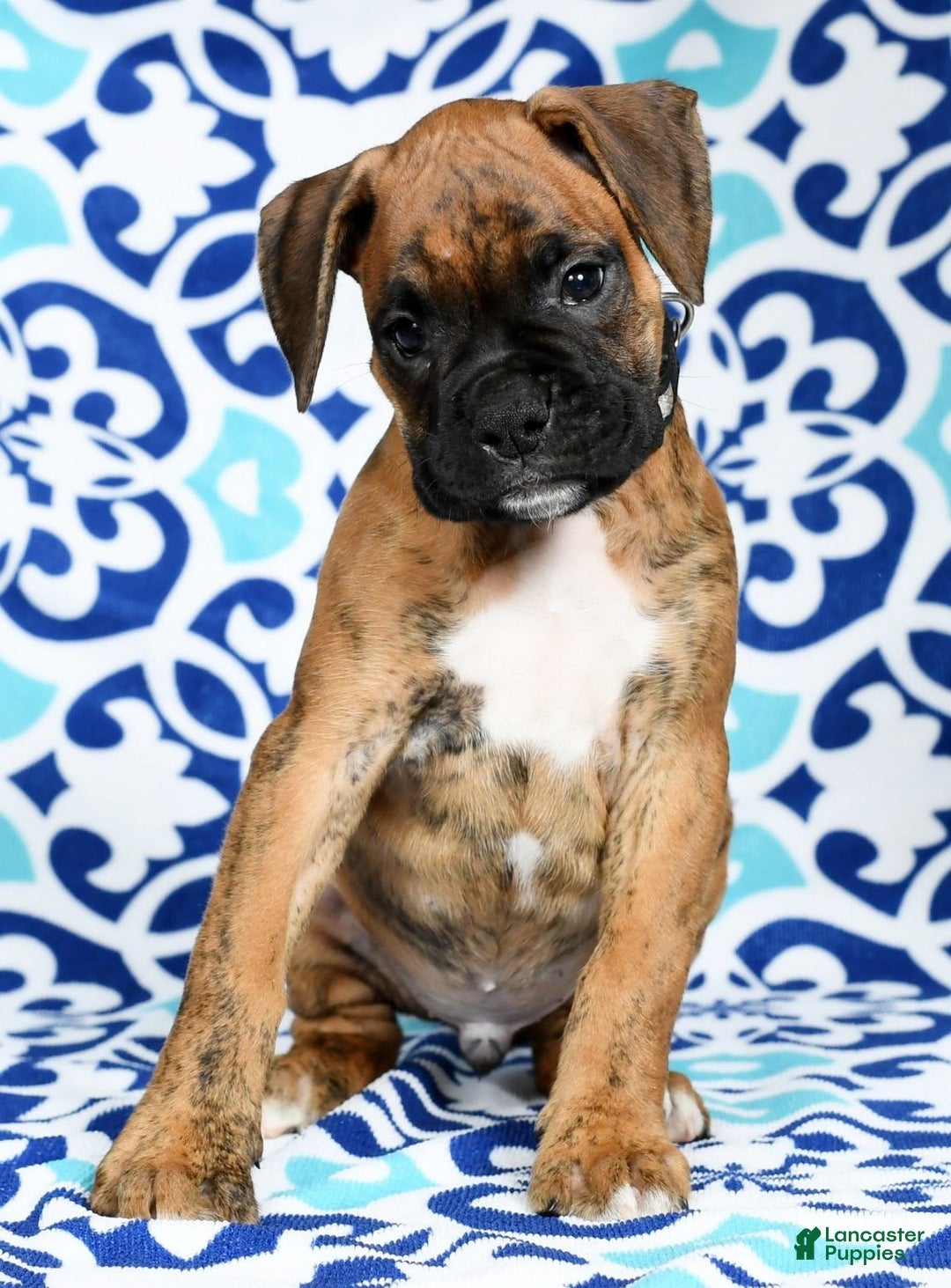 Boxer dogs for sale: Bennah - Image 9