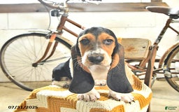 Basset Hound dogs for sale: Shanda - Image 14