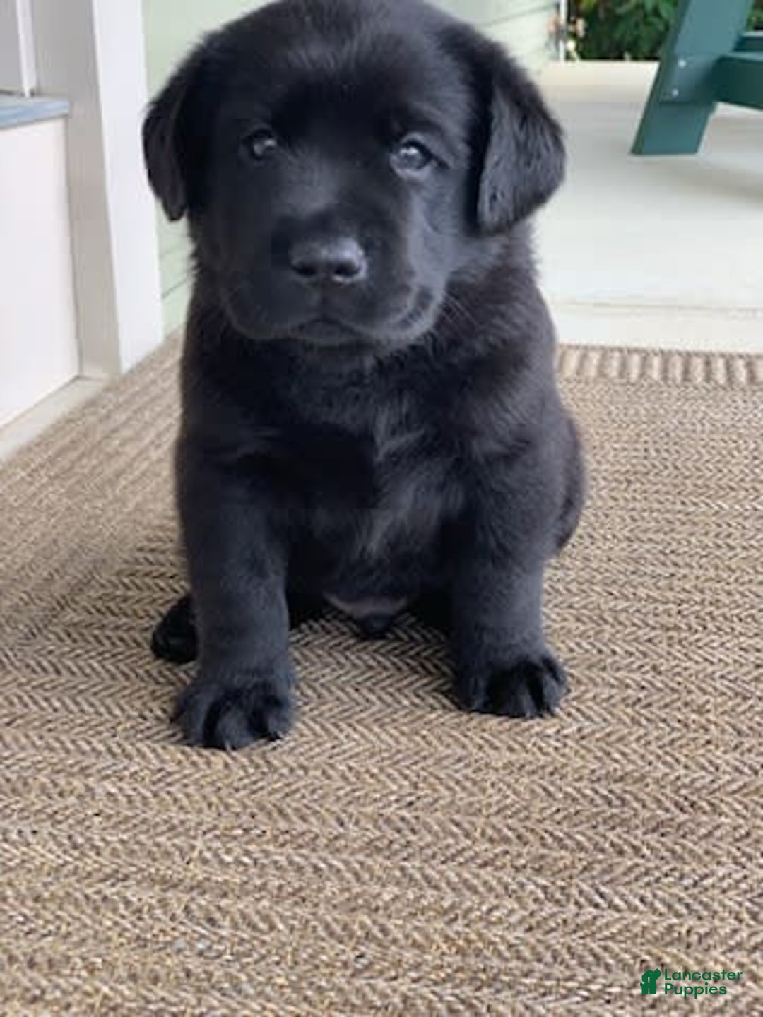 Labrador Retriever dogs for sale: Ruger - Image 3
