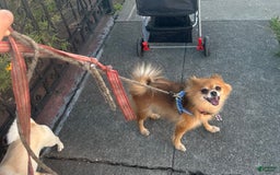 Pomchi dogs for sale: Bubbles - Image 7