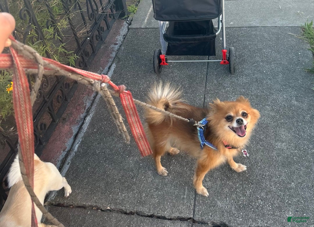 Pomchi dogs for sale: Bubbles - Image 7