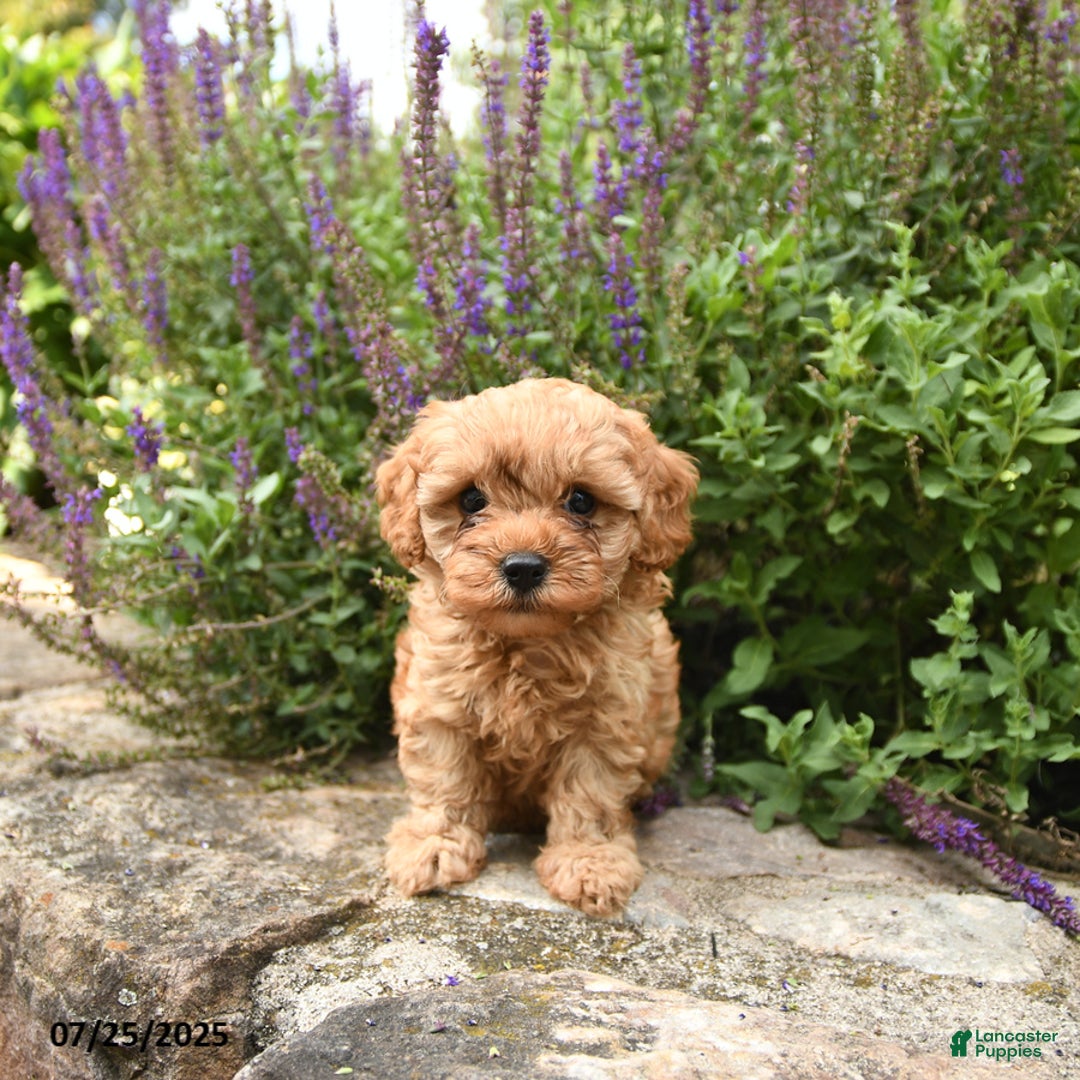 Cavapoo dogs for sale: Riley - Image 4