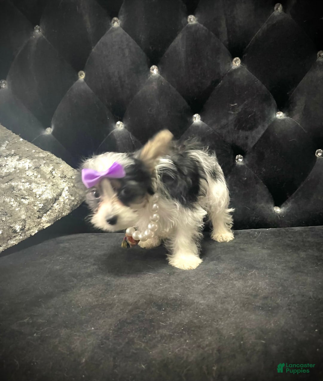 Yorkshire Terrier dogs for sale: Patrick Starr - Image 34