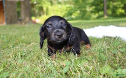 Miniature Dachshund dogs for sale: Mace - Image 9