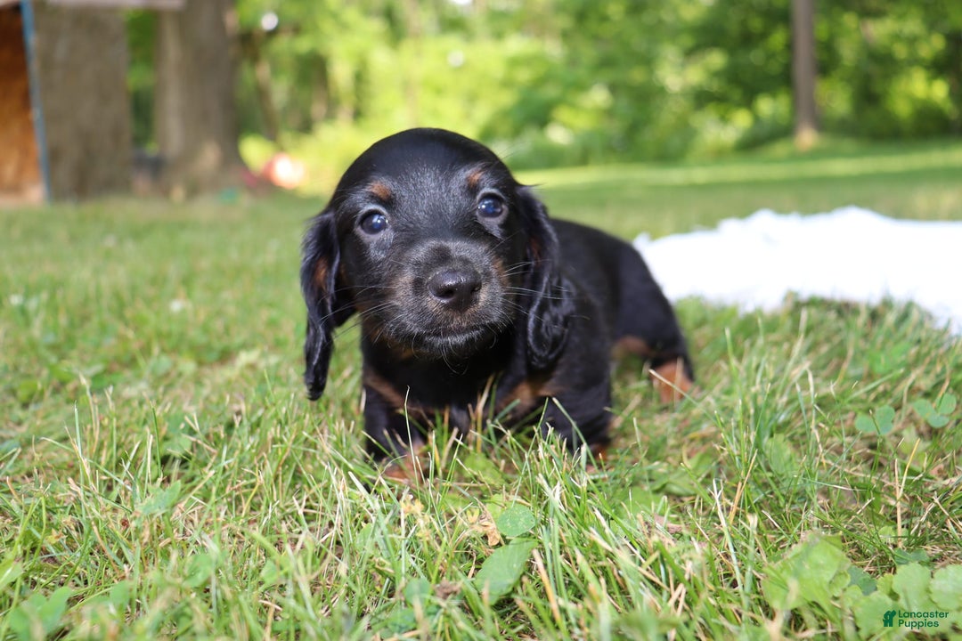Miniature Dachshund dogs for sale: Mace - Image 9