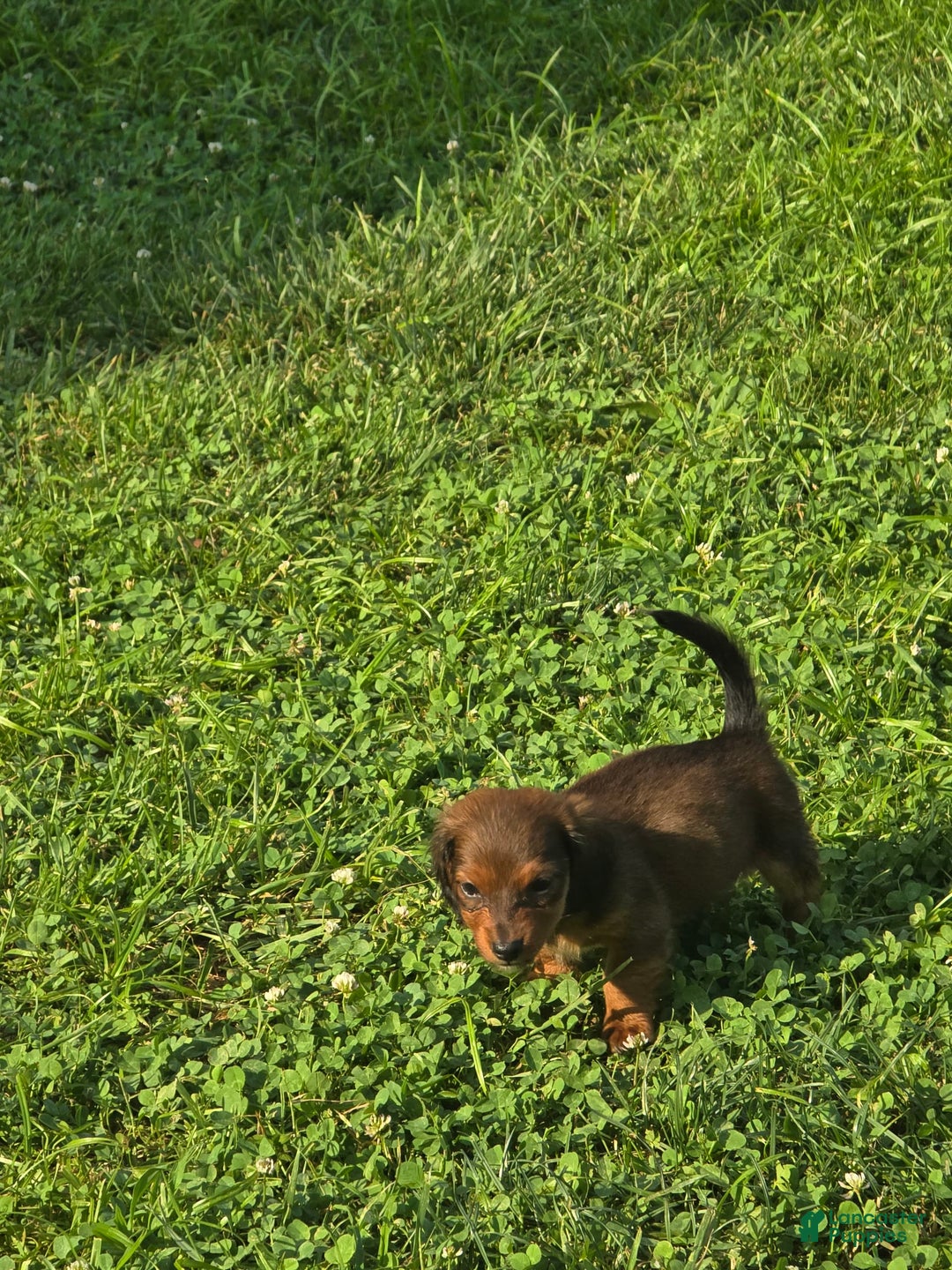 Dachshund dogs for sale: Thor - Image 9