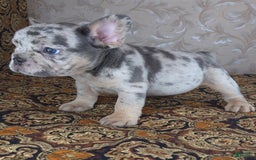 French Bulldog dogs for sale: Honoka - Image 7
