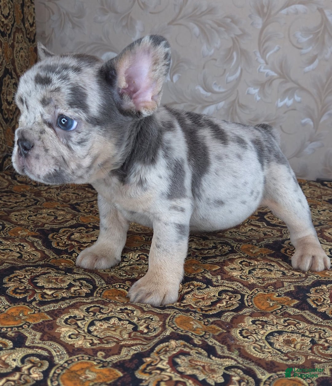 French Bulldog dogs for sale: Honoka - Image 7