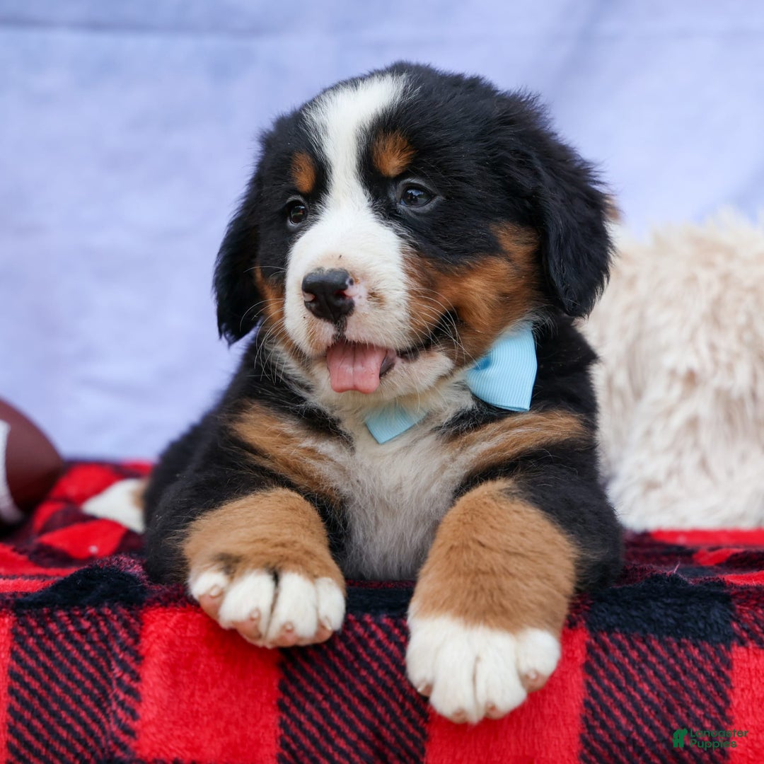 Bernese Mountain Dog dogs for sale: Samson - Image 9