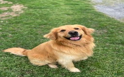 Golden Retriever dogs for sale: Ladies babies - Image 6